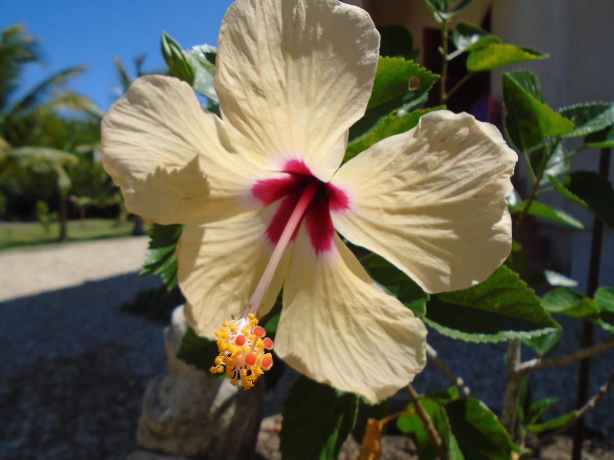 Serenity Sands Corozal Dış mekan fotoğraf